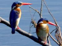 Malachite Kingfishers Malachite Kingfishers